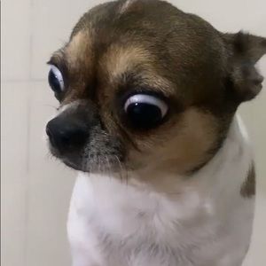 Meet your Posher, Estella